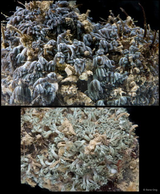 Octocorallia sp. "Soft coral 1"•&copy; Rene Ong•All Rights Reserved