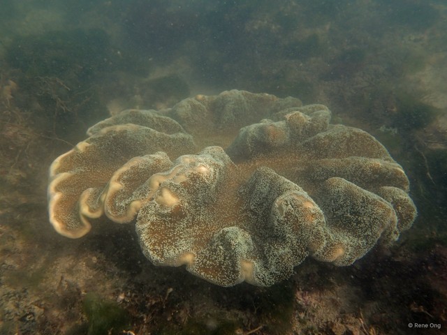 Octocorallia sp. "Soft coral 10"•&copy; Rene Ong•All Rights Reserved