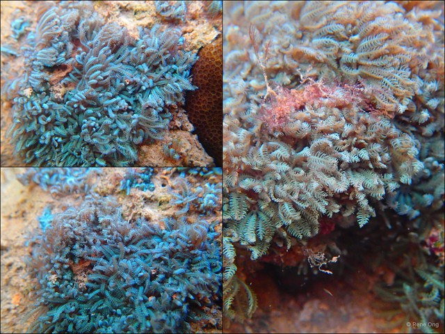 Octocorallia sp. "Soft coral 11"•&copy; Rene Ong•All Rights Reserved
