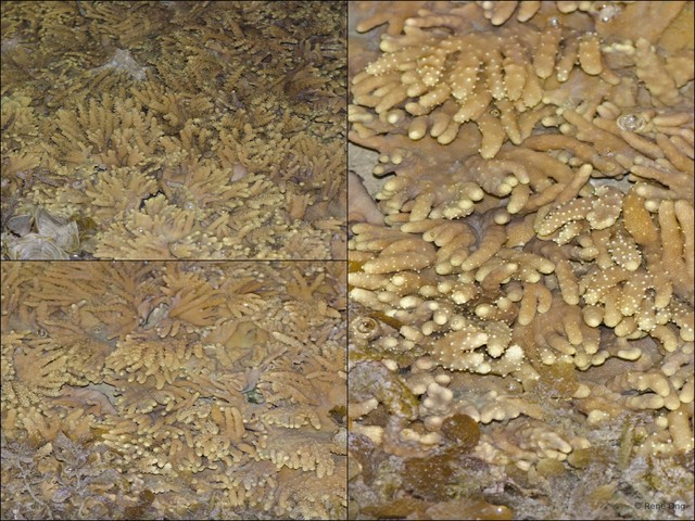 Octocorallia sp. "Soft coral 12"•&copy; Rene Ong•All Rights Reserved