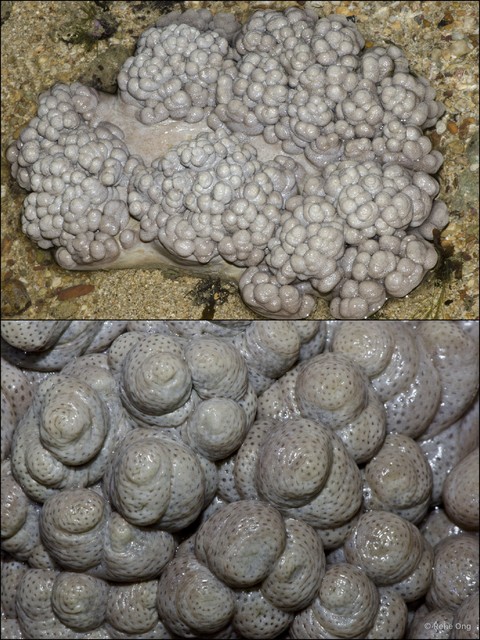 Octocorallia sp. "Soft coral 13"•&copy; Rene Ong•All Rights Reserved