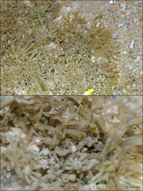 Octocorallia sp. "Soft coral 14"•&copy; Rene Ong•All Rights Reserved