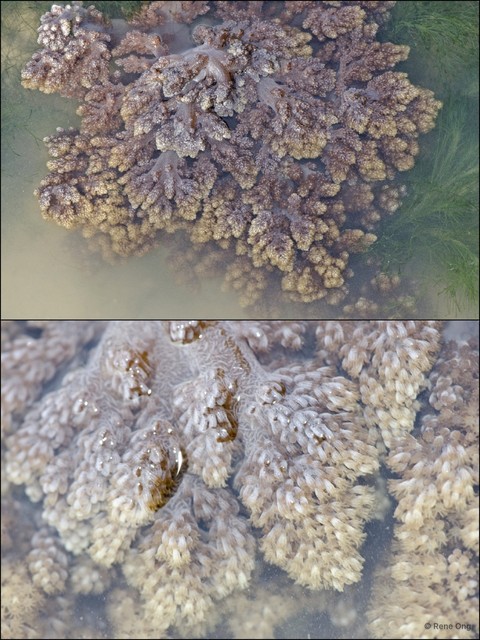 Octocorallia sp. "Soft coral 15"•&copy; Rene Ong•All Rights Reserved