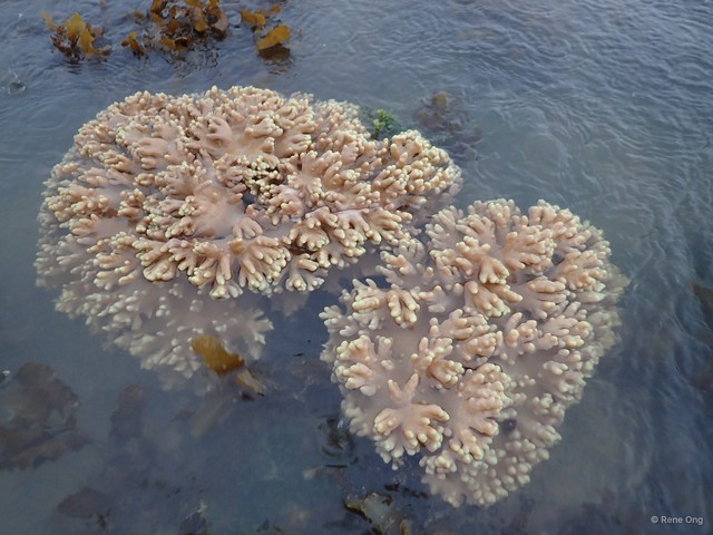 Octocorallia sp. "Soft coral 16"•&copy; Rene Ong•All Rights Reserved