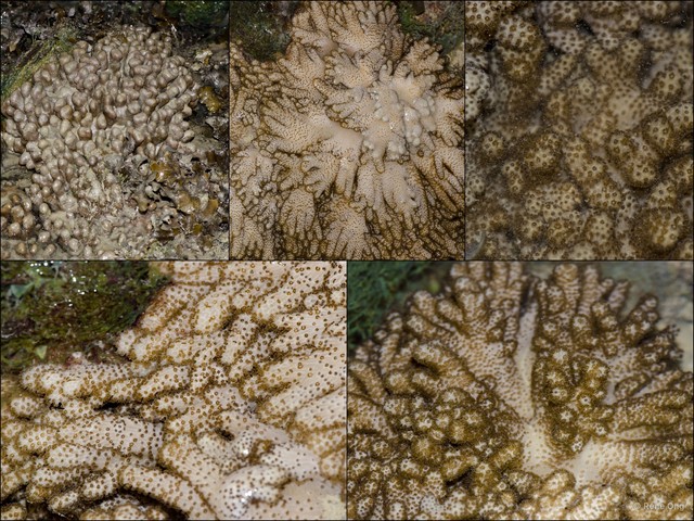 Octocorallia sp. "Soft coral 17"•&copy; Rene Ong•All Rights Reserved