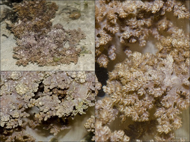 Octocorallia sp. "Soft coral 18"•&copy; Rene Ong•All Rights Reserved