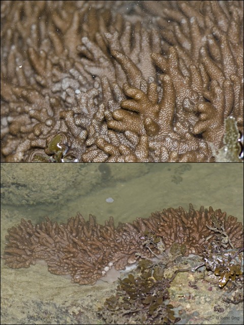 Octocorallia sp. "Soft coral 19"•&copy; Rene Ong•All Rights Reserved