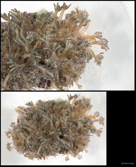 Octocorallia sp. "Soft coral 2"•&copy; Rene Ong•All Rights Reserved