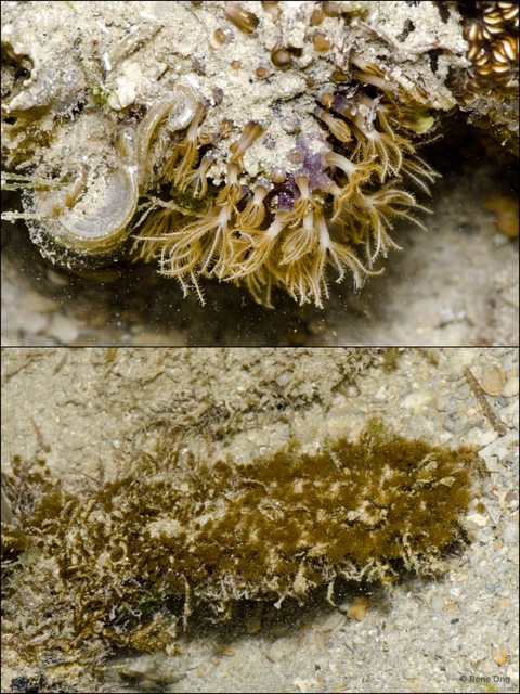 Octocorallia sp. "Soft coral 20"•&copy; Rene Ong•All Rights Reserved