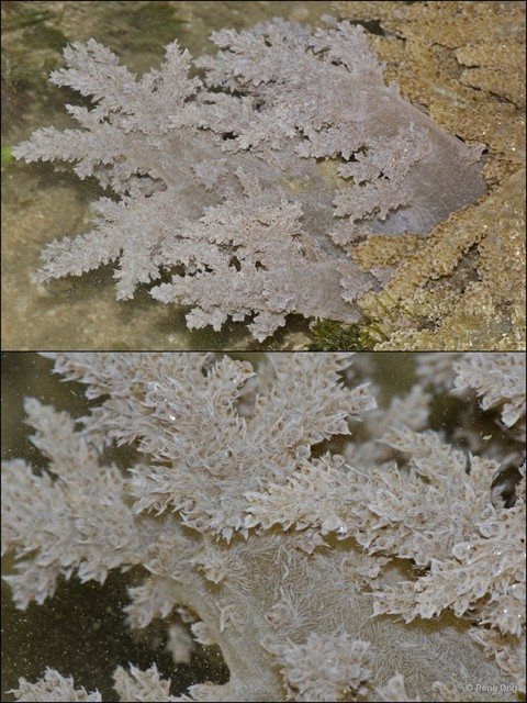 Octocorallia sp. "Soft coral 21"•&copy; Rene Ong•All Rights Reserved