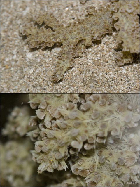 Octocorallia sp. "Soft coral 23"•&copy; Rene Ong•All Rights Reserved
