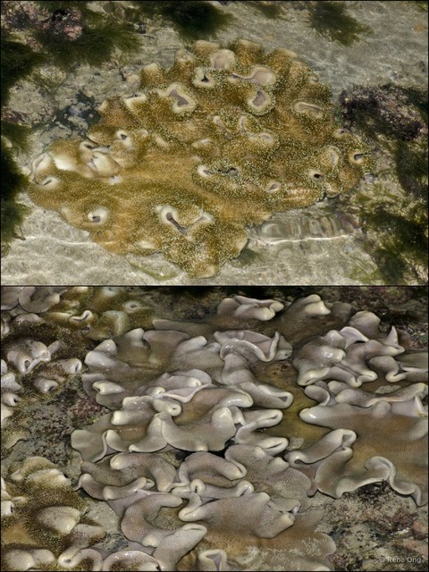 Octocorallia sp. "Soft coral 24"•&copy; Rene Ong•All Rights Reserved