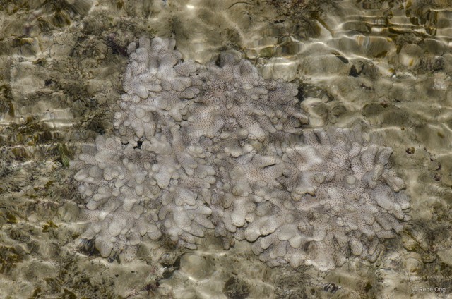 Octocorallia sp. "Soft coral 25"•&copy; Rene Ong•All Rights Reserved