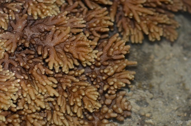 Octocorallia sp. "Soft coral 27"•&copy; Rene Ong•All Rights Reserved