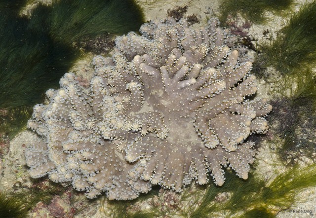 Octocorallia sp. "Soft coral 28"•&copy; Rene Ong•All Rights Reserved