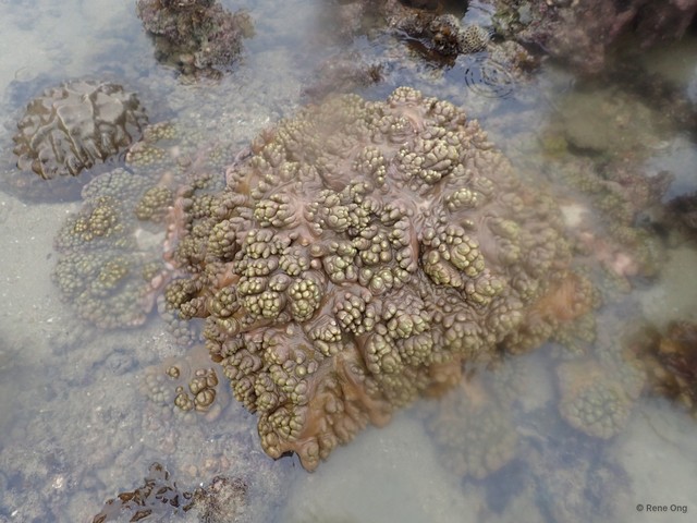 Octocorallia sp. "Soft coral 29"•&copy; Rene Ong•All Rights Reserved