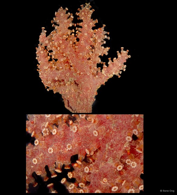 Octocorallia sp. "Soft coral 3"•&copy; Rene Ong•All Rights Reserved