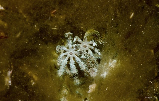 Octocorallia sp. "Soft coral 30"•&copy; Rene Ong•All Rights Reserved