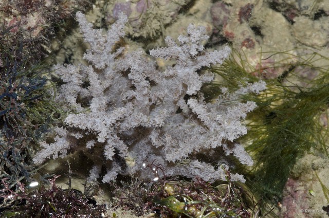 Octocorallia sp. "Soft coral 32"•&copy; Rene Ong•All Rights Reserved