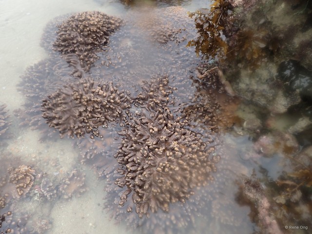 Octocorallia sp. "Soft coral 33"•&copy; Rene Ong•All Rights Reserved