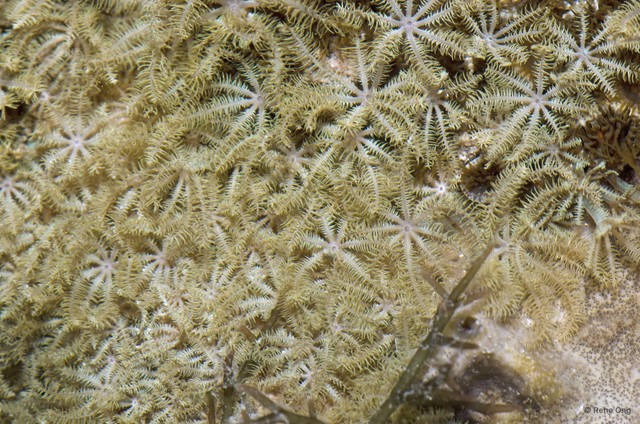 Octocorallia sp. "Soft coral 34"•&copy; Rene Ong•All Rights Reserved