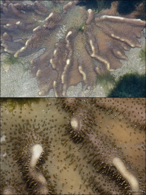 Octocorallia sp. "Soft coral 35"•&copy; Rene Ong•All Rights Reserved
