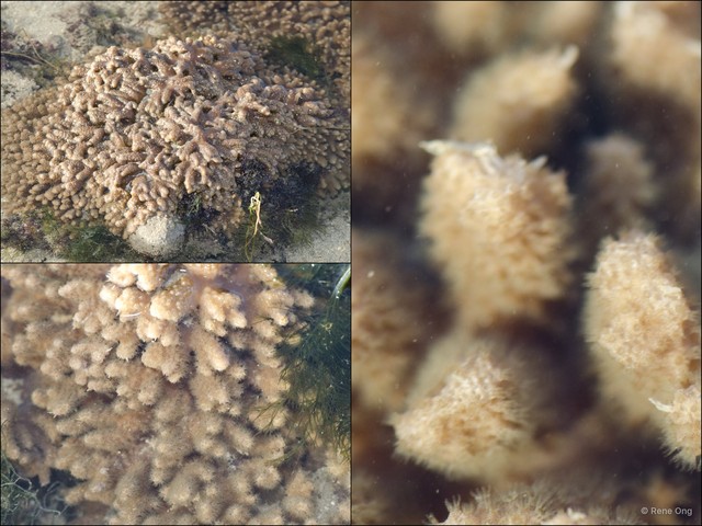Octocorallia sp. "Soft coral 36"•&copy; Rene Ong•All Rights Reserved