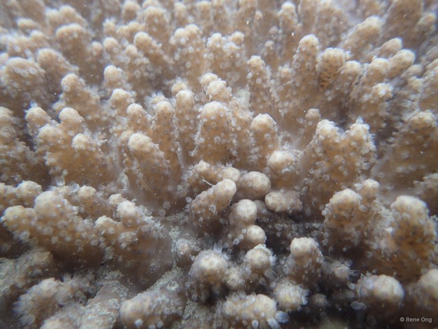 Octocorallia sp. "Soft coral 37"•&copy; Rene Ong•All Rights Reserved
