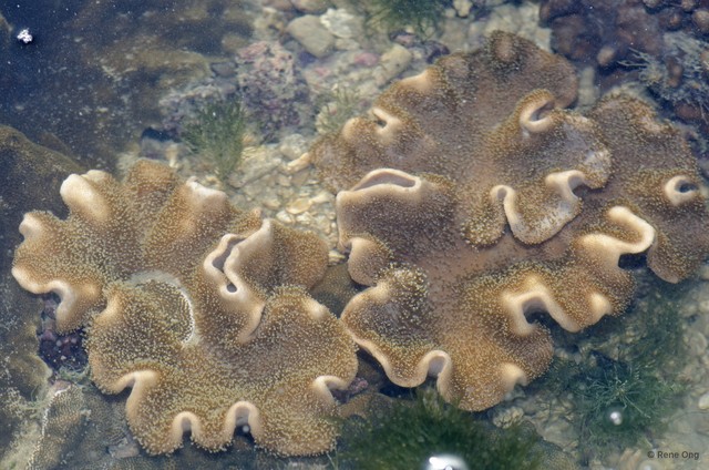 Octocorallia sp. "Soft coral 38"•&copy; Rene Ong•All Rights Reserved