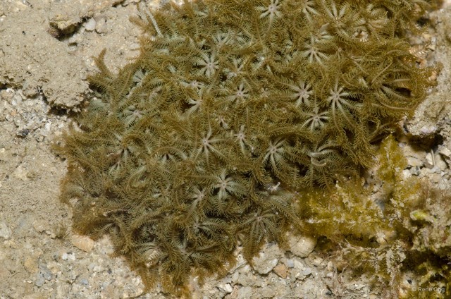 Octocorallia sp. "Soft coral 39"•&copy; Rene Ong•All Rights Reserved
