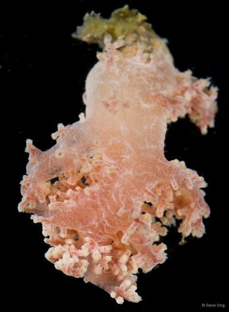 Octocorallia sp. "Soft coral 4"•&copy; Rene Ong•All Rights Reserved