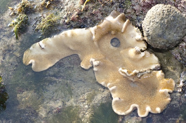 Octocorallia sp. "Soft coral 40"•&copy; Rene Ong•All Rights Reserved
