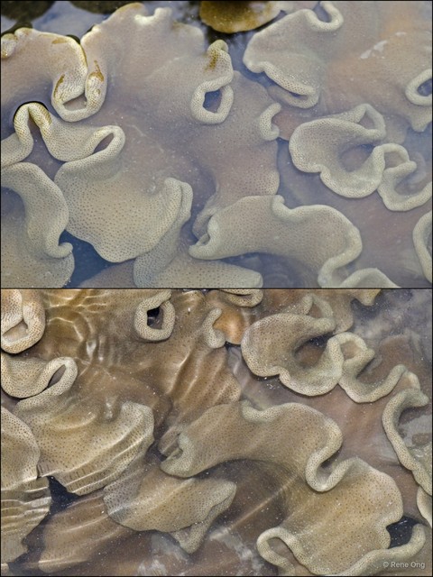Octocorallia sp. "Soft coral 41"•&copy; Rene Ong•All Rights Reserved