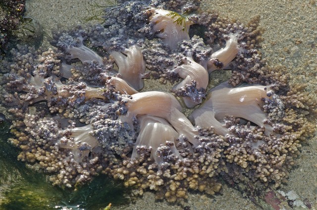 Octocorallia sp. "Soft coral 42"•&copy; Rene Ong•All Rights Reserved