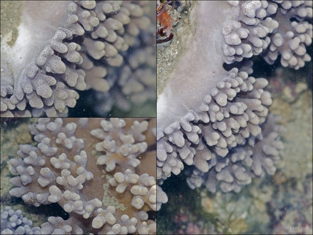Octocorallia sp. "Soft coral 43"•&copy; Rene Ong•All Rights Reserved