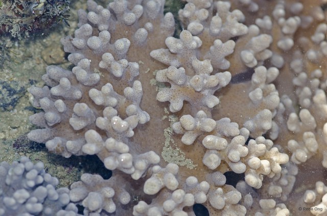 Octocorallia sp. "Soft coral 44"•&copy; Rene Ong•All Rights Reserved