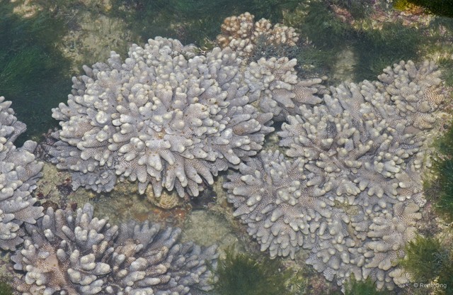 Octocorallia sp. "Soft coral 46"•&copy; Rene Ong•All Rights Reserved