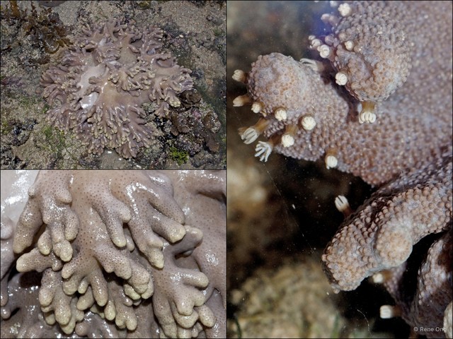 Octocorallia sp. "Soft coral 47"•&copy; Rene Ong•All Rights Reserved