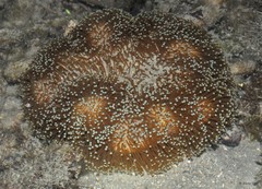 Octocorallia sp. "Soft coral 48"