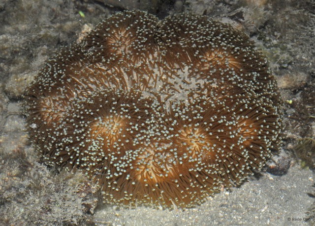Octocorallia sp. "Soft coral 48"•&copy; Rene Ong•All Rights Reserved