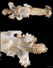 Octocorallia sp. "Soft coral 5"