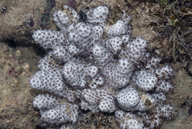 Octocorallia sp. "Soft coral 50"•&copy; Rene Ong•All Rights Reserved
