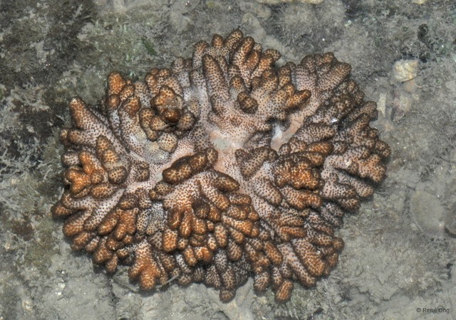 Octocorallia sp. "Soft coral 51"•&copy; Rene Ong•All Rights Reserved