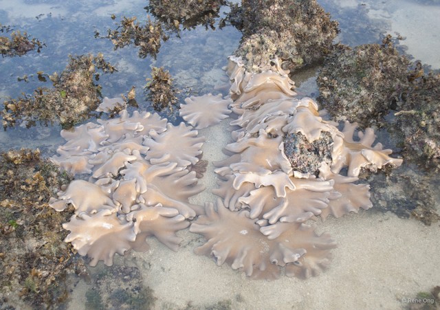 Octocorallia sp. "Soft coral 52"•&copy; Rene Ong•All Rights Reserved