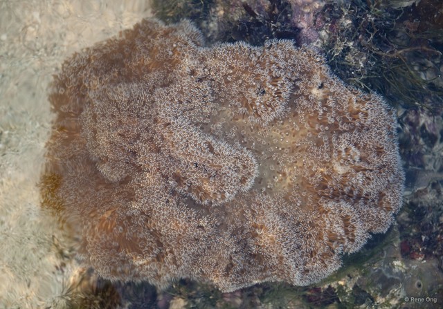Octocorallia sp. "Soft coral 53"•&copy; Rene Ong•All Rights Reserved