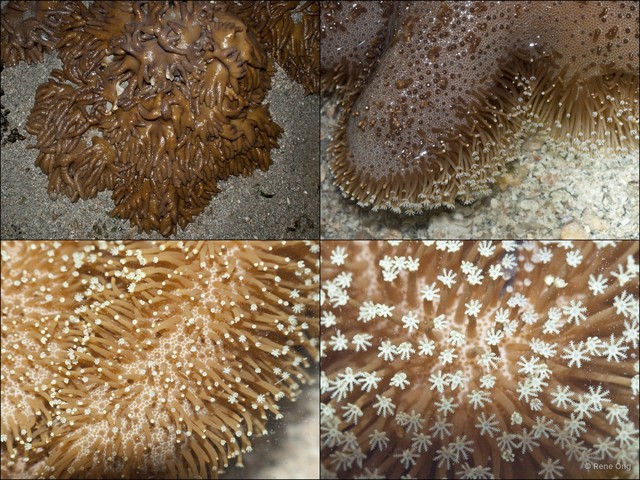 Octocorallia sp. "Soft coral 54"•&copy; Rene Ong•All Rights Reserved