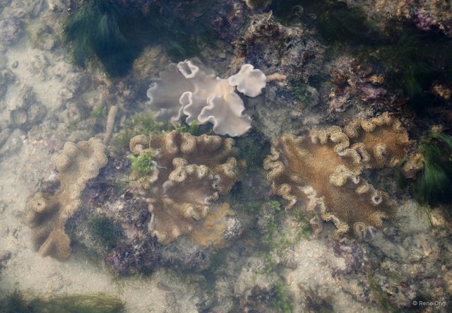 Octocorallia sp. "Soft coral 55"•&copy; Rene Ong•All Rights Reserved