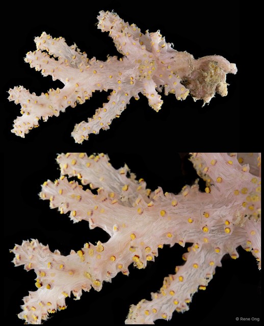 Octocorallia sp. "Soft coral 6"•&copy; Rene Ong•All Rights Reserved