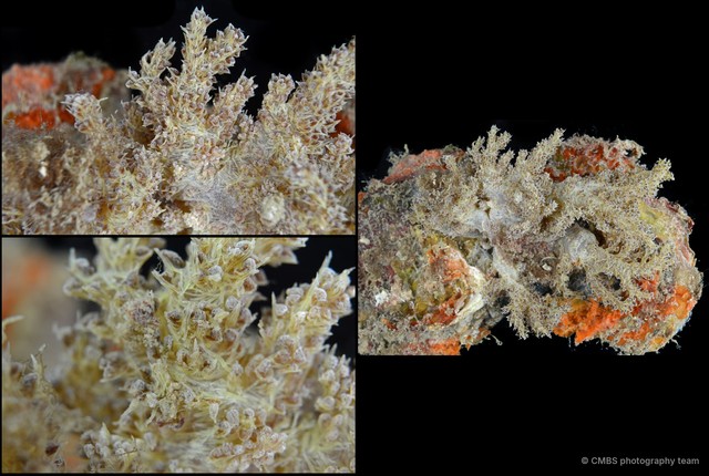 Octocorallia sp. "Soft coral 8"•&copy; CMBS photography team•All Rights Reserved