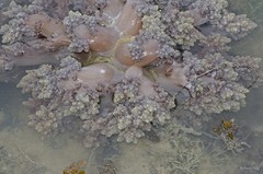 Octocorallia sp. "Soft coral 9"
